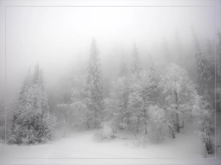 Зима туман. Снежная дымка. Снег дымка. Зимний серо белый лес. Дымка снега