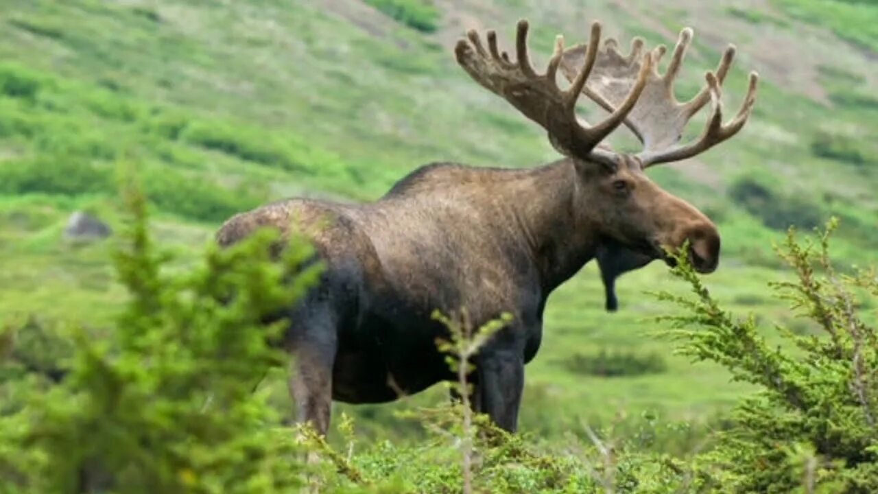 Лоси в америке. Аляскинский Лось. Американский Лось Северной Америки. Североамериканский Лось. Лось красавец.