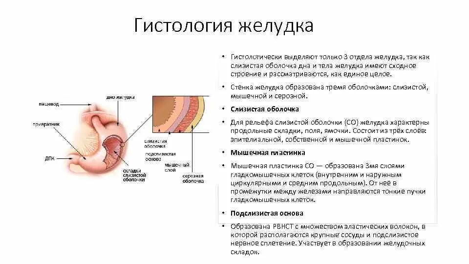 В пищеводе железы расположены в. Оболочки стенки желудка анатомия. Пищеварительная система желудок гистология. Подслизистая оболочка стенки желудка. Слои стенки желудка гистология.