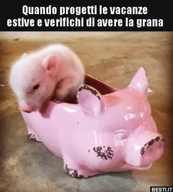 Pig me. Adopt me свинка. Мульт американский про свинью. Adopt me фото свиньи. Игра поймать поросенка.