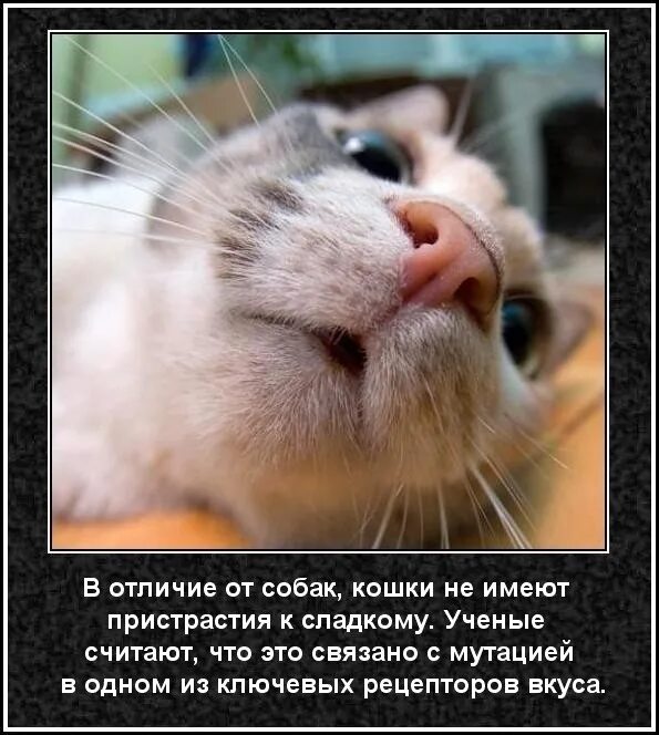 Информация о кошках и собаках. Интересные факты о кошках. интересные факты о кошках картинки. смешные факты о котах. интересные факты о котах и кошках.
