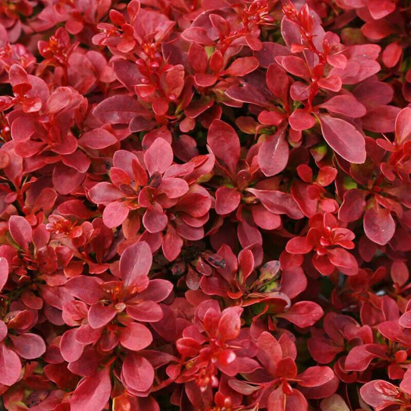 барбарис багатель. барбарис компакт. барбарис тунберга lutin rouge. барбарис тунберга "pygmy ruby" (пигми руби). барбарис тунберга ред компакт.