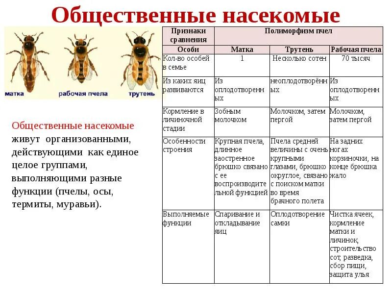 Выполняемая функция насекомых