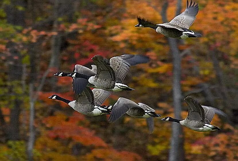 Теплые края. Птицы улетают на Юг. Осень птицы улетают. Осенний перелет птиц. Осень перелетные птицы.