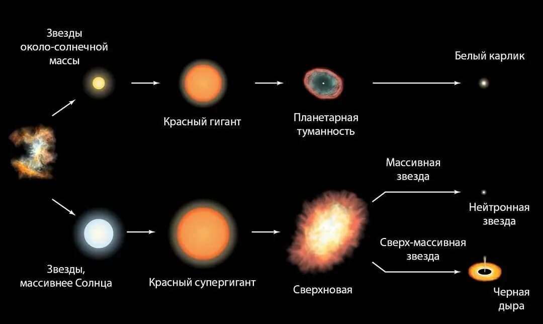 Классы белых карликов. Схема звездной эволюции. Последовательность эволюции звезд протозвезда. Эволюция звезд сверхгигантов. Эволюция звёзд её этапы.