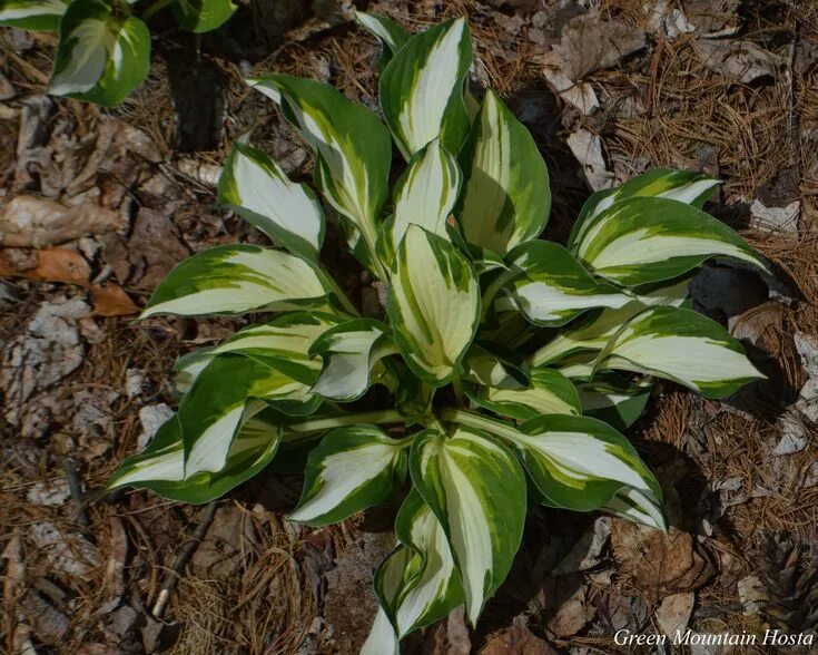 Хоста вулкано айленд. Хоста вулкан. Хоста hakumuo. Хоста банана кид. Хоста вулкан фото.