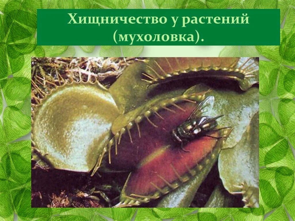 Хищничество между растениями. Хищничество и паразитизм. Хищничество между растениями и животными. Хищничество в биологии растений.