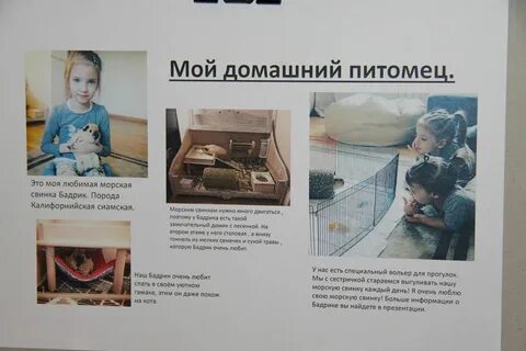 Фотовыставка мой любимый питомец