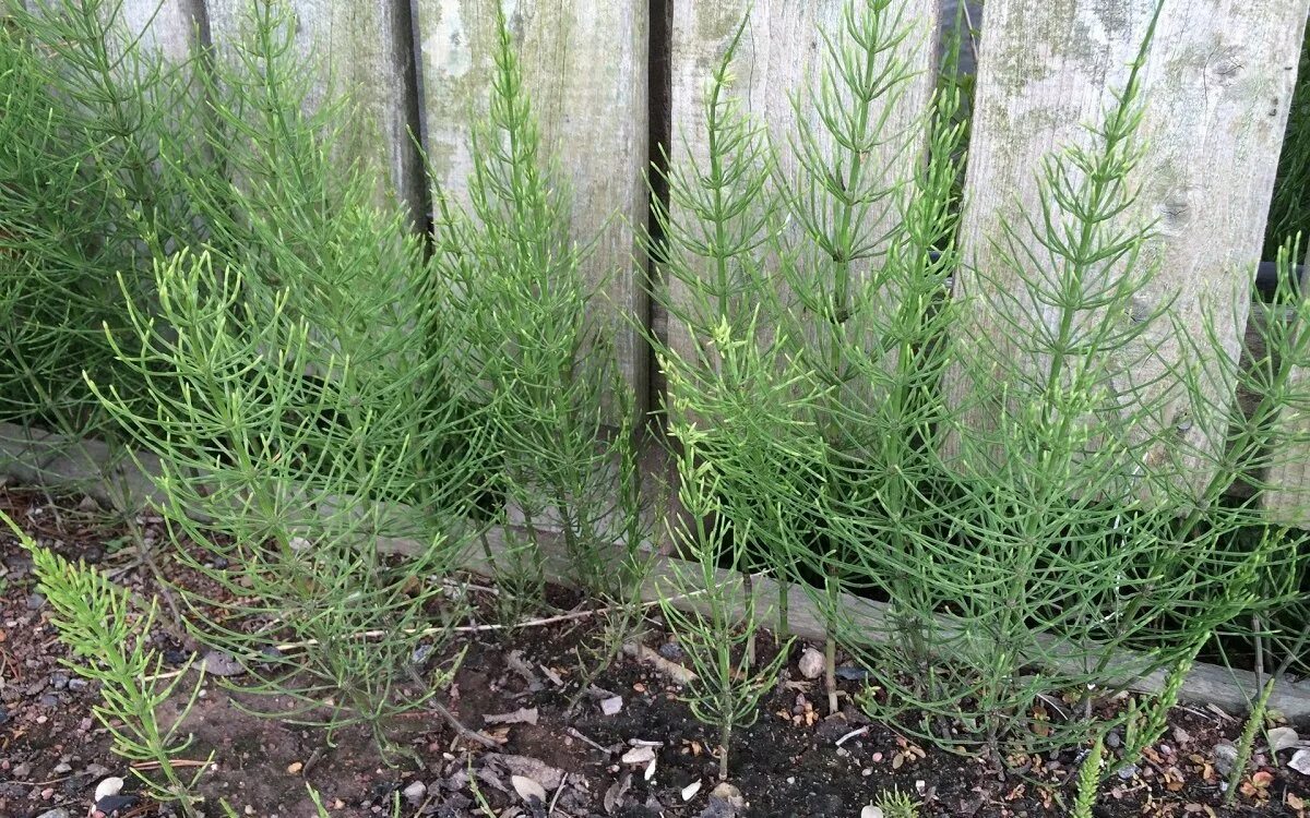 Хвощ полевой (Equisetum arvense). Хвощ сорняк огородный. Хвощ полевой – злостный сорняк?. Хвощ полевой шишки. Хвощеобразные растения