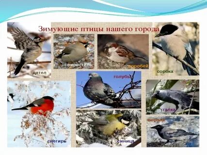 Зимующие птицы нашего края