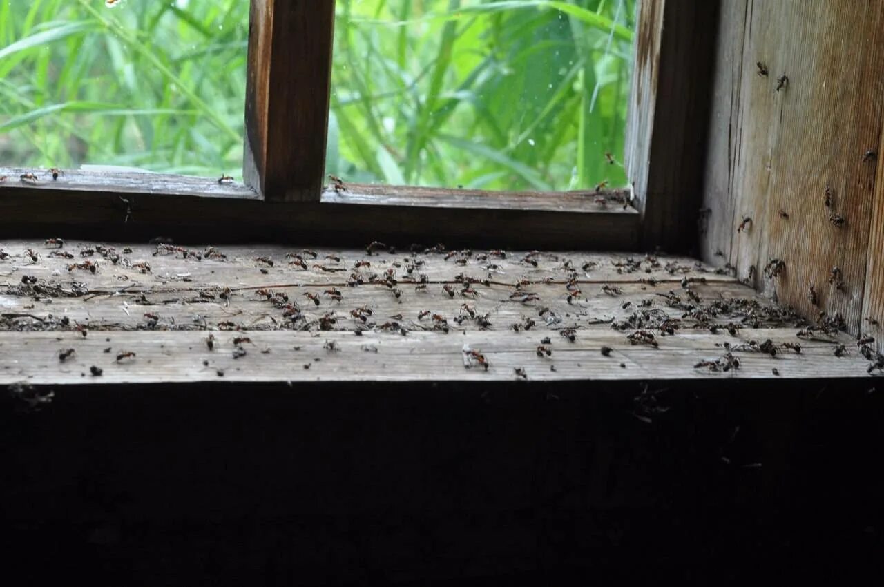 Борьба с муравьями в доме. Муравьи в квартире. Муравьи на подоконнике. Древесные муравьи в деревянном доме. Насекомые на подоконнике.