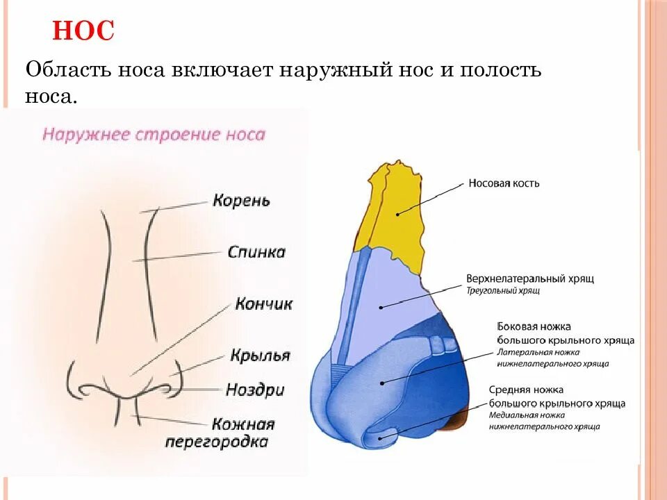 Строение наружного носа. Наружный нос анатомия строение. Наружное строение носа анатомия. Строение носа человека схема с описанием анатомия. Строение наружного носа человека анатомия.