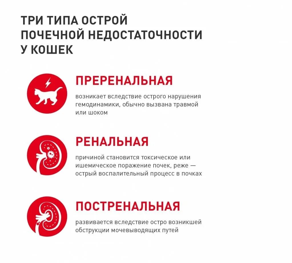Стадии хпн собак. Стадии острой почечной недостаточности у кота.