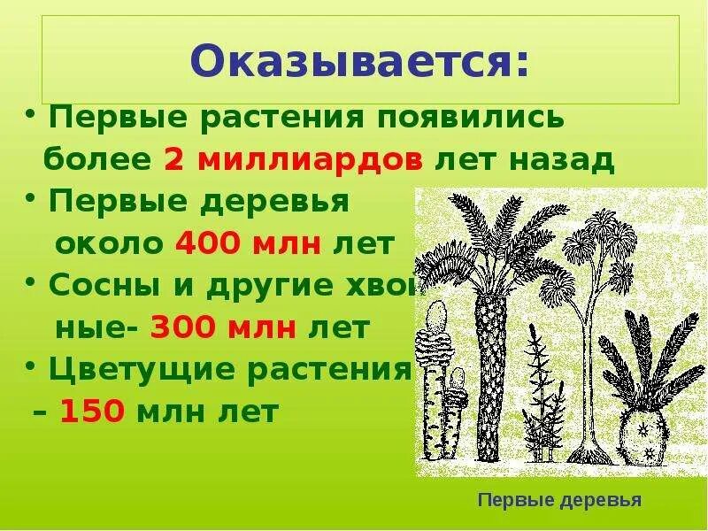 Год какого растения. Когда появились первые растения. Растения появились первые растения появились. Когда появились растения на земле. Когда появились первые растения на земле.