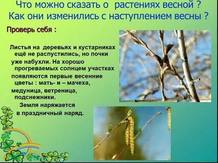 Деревья весной текст