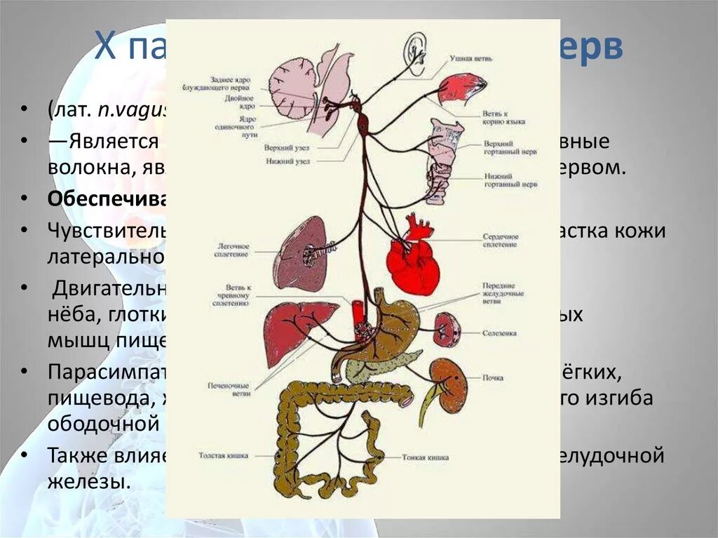 Блуждающий нерв относится. 10 Пара блуждающий нерв иннервирует. Блуждающий нерв nervus Vagus. Вагус нерв схема. 10 Пара блуждающий нерв схема.