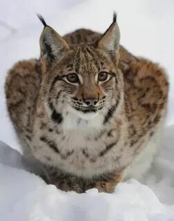 Рысь весит