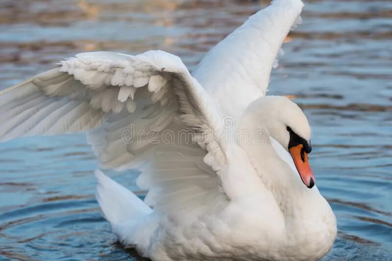 Лебедь мужского или женского. Лебедь хлопает крыльями. Blue Swan.