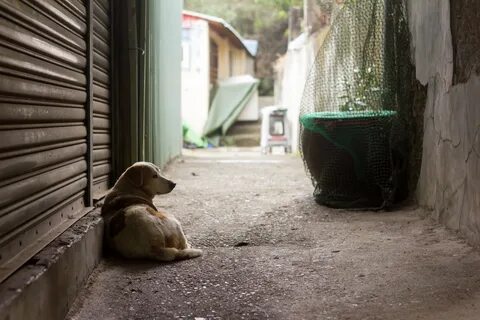 Аллея собака