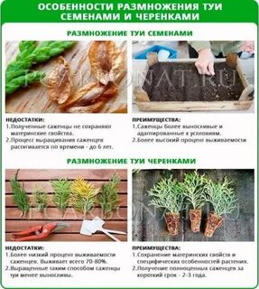 Как укоренить тую