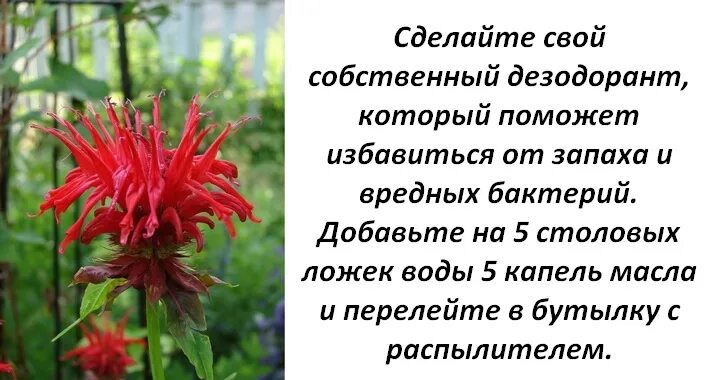 Лечебная трава монарда. Монарда лекарственное растение. Монарда в народной медицине. Монарда целебные свойства.