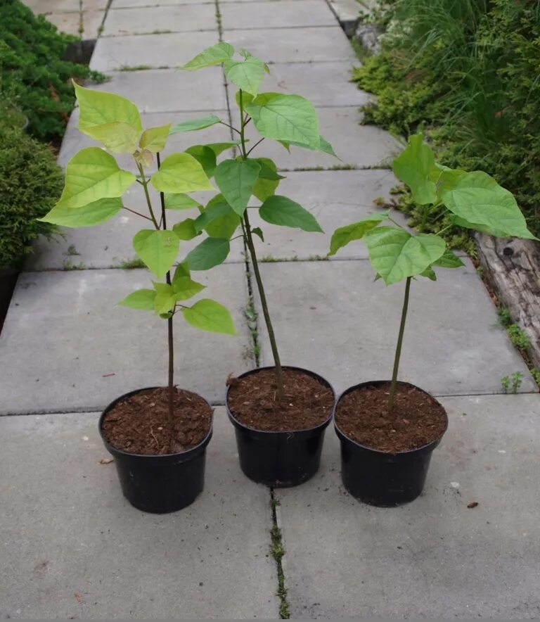 Подвой алычи. Саженцы кустарников яблони. Саженцы деревьев маленькое. Липа мелколистная саженец. Саженцы деревьев маленькое.