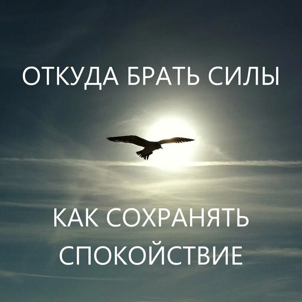 Был виден из далека. Птицы в небе. Полет птицы в небе. Птицы улетают. Птица в полете.