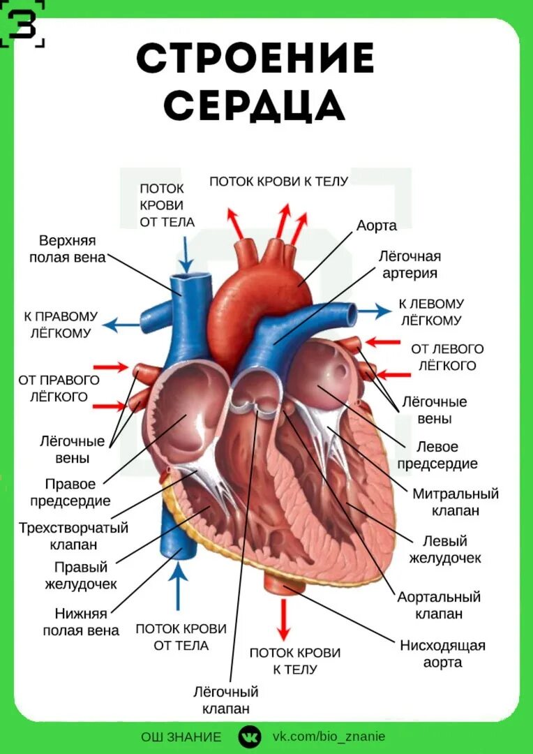 Внешнее и внутреннее строение сердца. Анатомическое строение сердца человека. внутреннее строение сердца схема. строение сердца егэ биология. строение сердца анатомия человека с подписями.