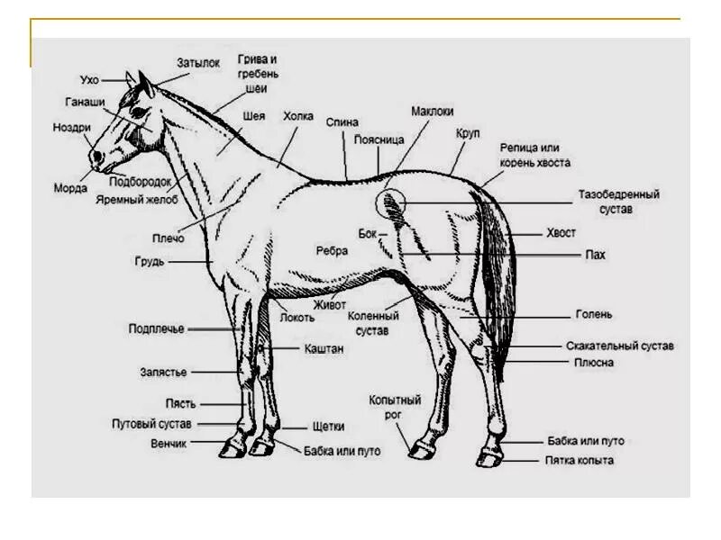 Строение скелета лошади анатомия. Анатомия лошади названия частей тела. Анатомия лошади внутренние органы. Строение ноги лошади. Телосложение лошади 5 букв