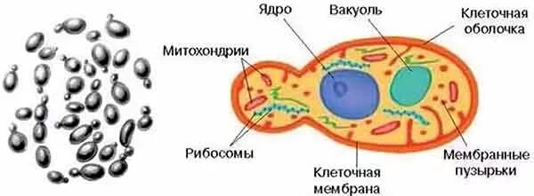 Оборудование для изучения клеток дрожжевых грибов. Строение грибной клетки дрожжи. Строение клетки дрожжей под микроскопом. Строение грибов дрожжи рисунок с подписями. Зарисовать клетки дрожжей.