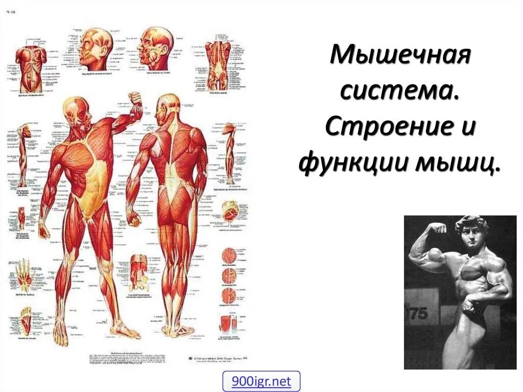 Работа и функции мышц. Мышечная система. Анатомия мышечной системы. Функции мышечной системы человека. Основные группы мышц.