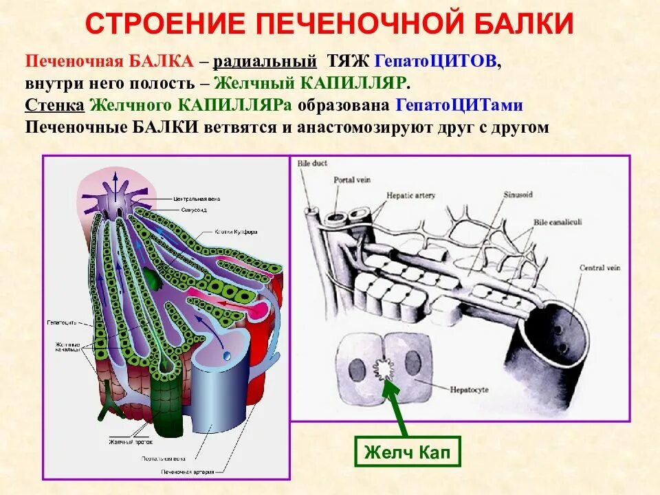 21 строение. Строение печеночных балок. стенка желчного капилляра образована. строение печеночной балки. печеночная балка строение.