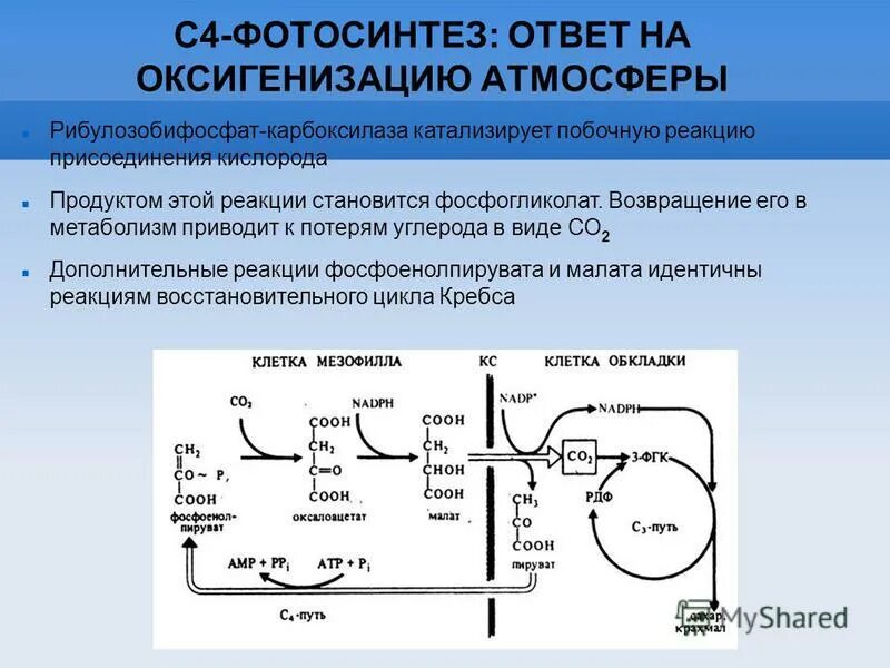 Появление фотосинтеза привело к. С4 путь фотосинтеза. С4-путь фотосинтеза (цикл хетча — Слэка). С4 фотосинтез. Цикл Кальвина с4.