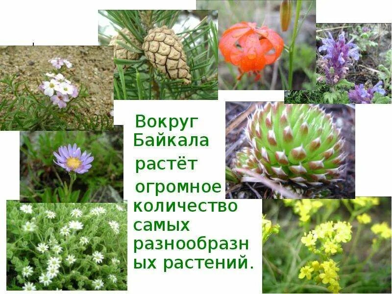 Растительный мир прибайкалья для дошкольников. Растительный мир прибайкалья подготовительная группа. Эндемики байкала растения. Эндемики озера байкал. Растительный мир прибайкалья подготовительная группа.