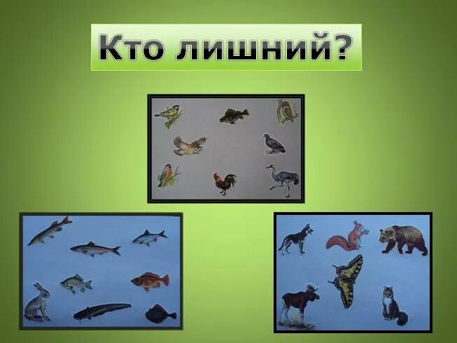 Конспект урока животные 1 класс. Среда обитание животных рыб и насекомых. Кто такие рыбы кто такие птицы. Земноводные кто лишний. Кто такие насекомые кто такие рыбы.