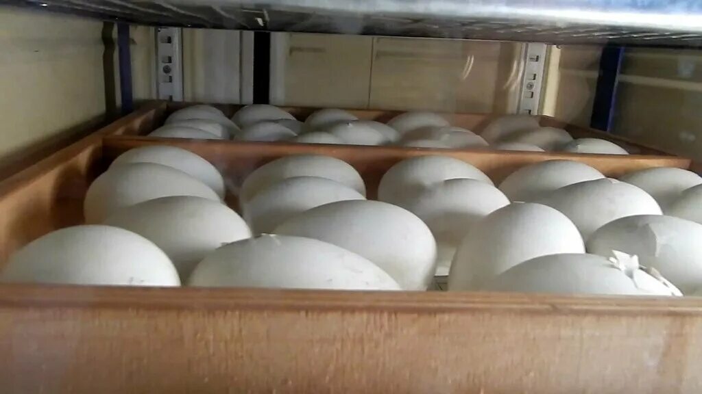 Брянская область куплю яйцо. Яйцо гусиное инкубационное. Инкубационное яйцо Мамута. Гусиные яйца в инкубаторе. Гусиные яйца гусята.