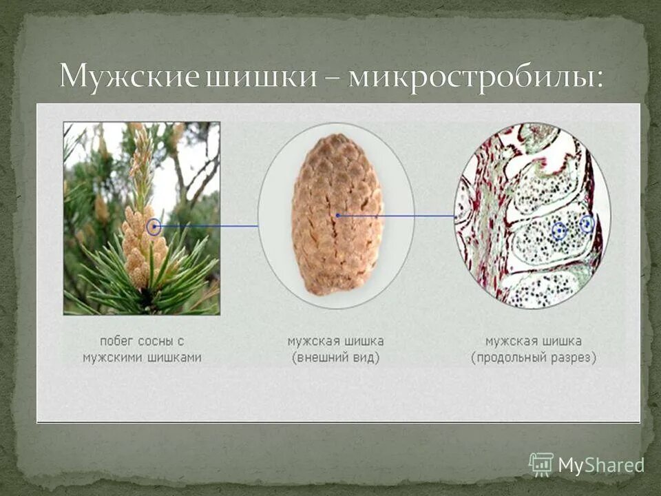 строение шишек голосеменных. мужские шишки сосны голосеменных. строение шишек голосеменных. строение шишки голосеменных растений рисунок. строение шишек голосеменных растений.