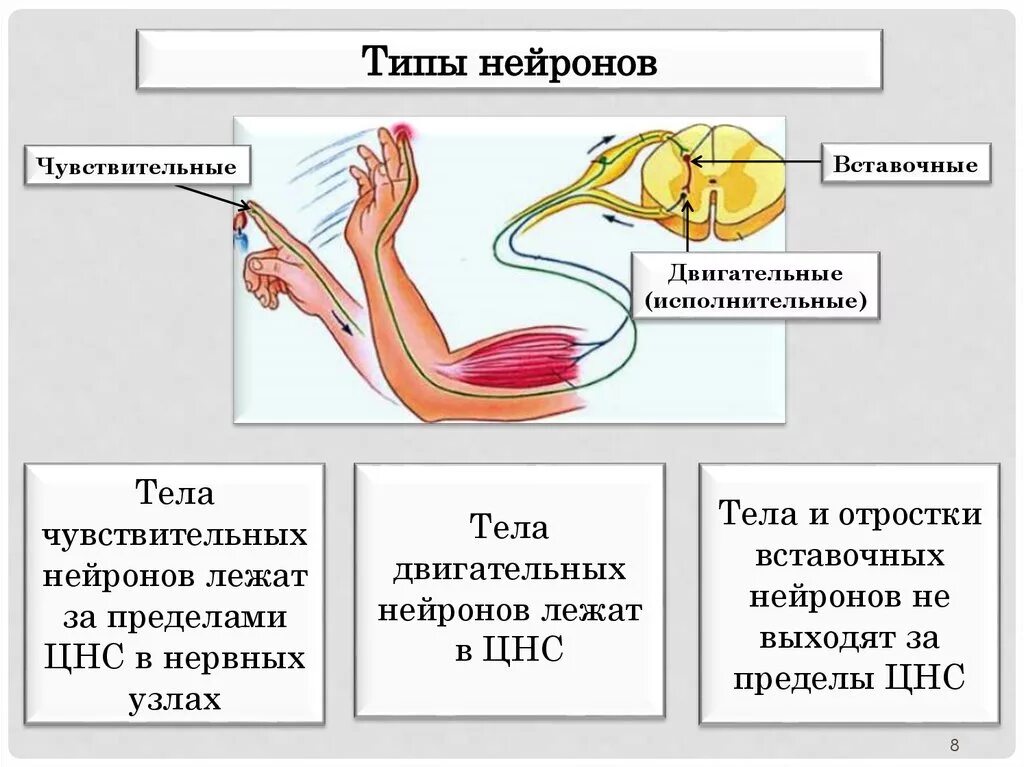 Функции нервной системы двигательная. Функции чувствительные вставочные двигательные. Чувствительный двигательный и вставочный Нейрон Нейрон. Функции нейронов чувствительный двигательный вставочный. Тело двигательного нейрона.