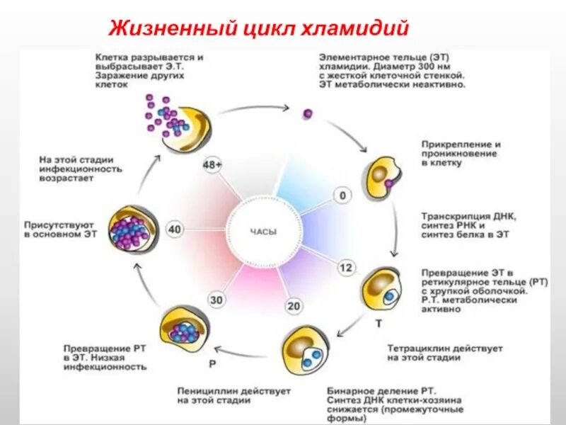 Жизненный цикл хламидий. Этапы жизненного цикла хламидии. Стадии цикла развития хламидий. Стадии жизненного цикла хламидий. Стадии жизненного цикла хламидии.