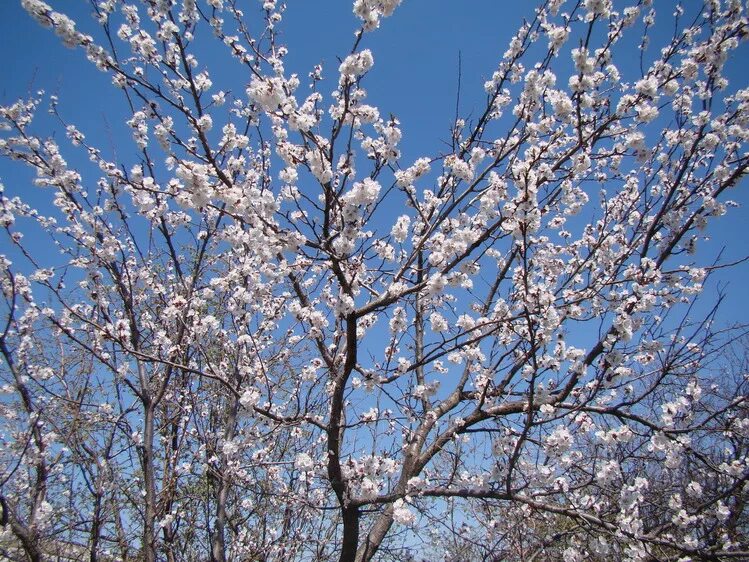 Дерево весной название цветет. Абрикос маньчжурский дерево весной. Абрикосовое дерево Vesna. Абрикос цветение весной. Цветущий абрикос дерево.
