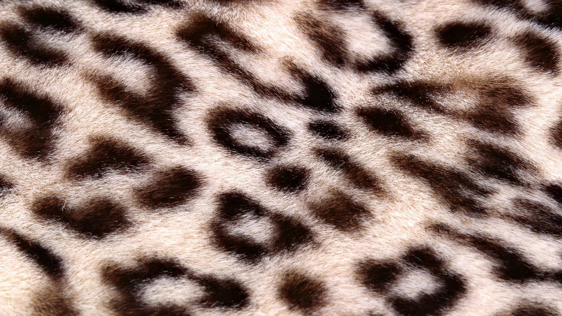 Текстура шкуры животных. Леопардовая шерсть. Пятнистый фон. Мех леопарда. Пестрая шкура