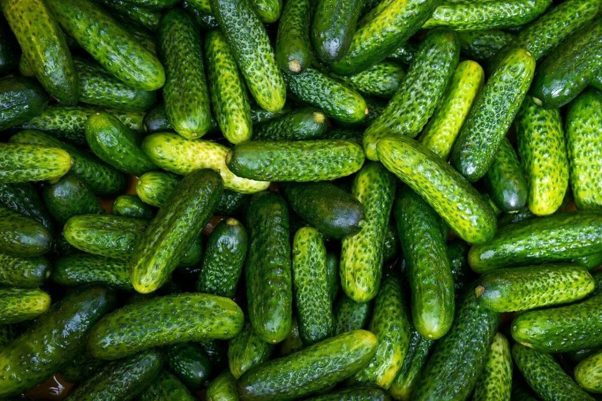 Огурец. Огурцы фото. Огурец эколь f1. Огурец сибирский скороход. Огурцы фото.