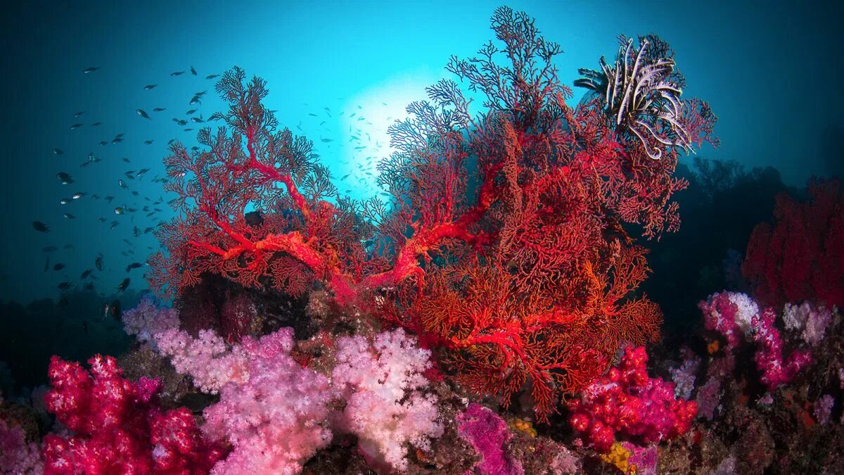 The coral has. Коралловые рифы красного моря. Риф коралловый 54546. Большой Барьерный риф коралловые полипы. Красный коралл рифы.