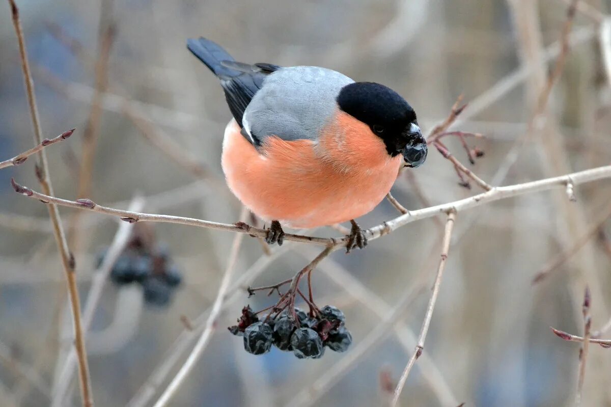 снегири. снегирь вьюрковые. камчатский снегирь. снегирь питается. зимняя птичка снегирь.