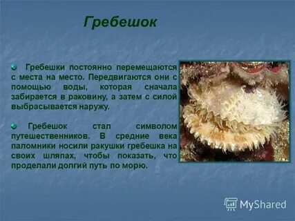 Гребешок рассказ