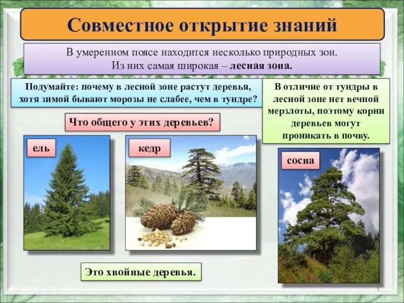 Природные зоны расположенные в умеренном поясе. Природные зоны и деревья. Деревья в умеренном поясе. Деревья Лесной зоны. Зона лесов умеренного пояса.