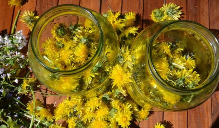 Сухоцветы из одуванчиков. Как сушить одуванчики. Чай из одуванчиков. Сухие одуванчики. Пух одуванчика.