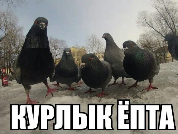 Крутится вертится сочный шашлык птичий курлык. Курлык епта. голубь курлык. курлык ёпта. курлык курлык епта.