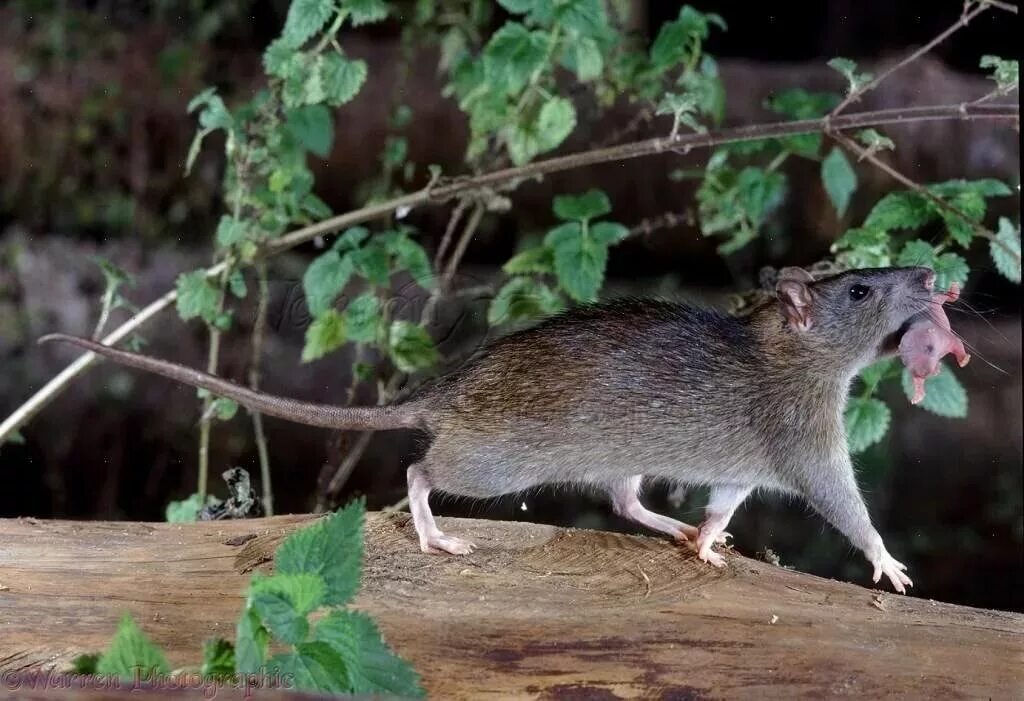Крупные мыши. Крыса Пасюк дикий. Серая крыса Пасюк. Серая крыса Rattus norvegicus. Серая большая крыса Пасюк.