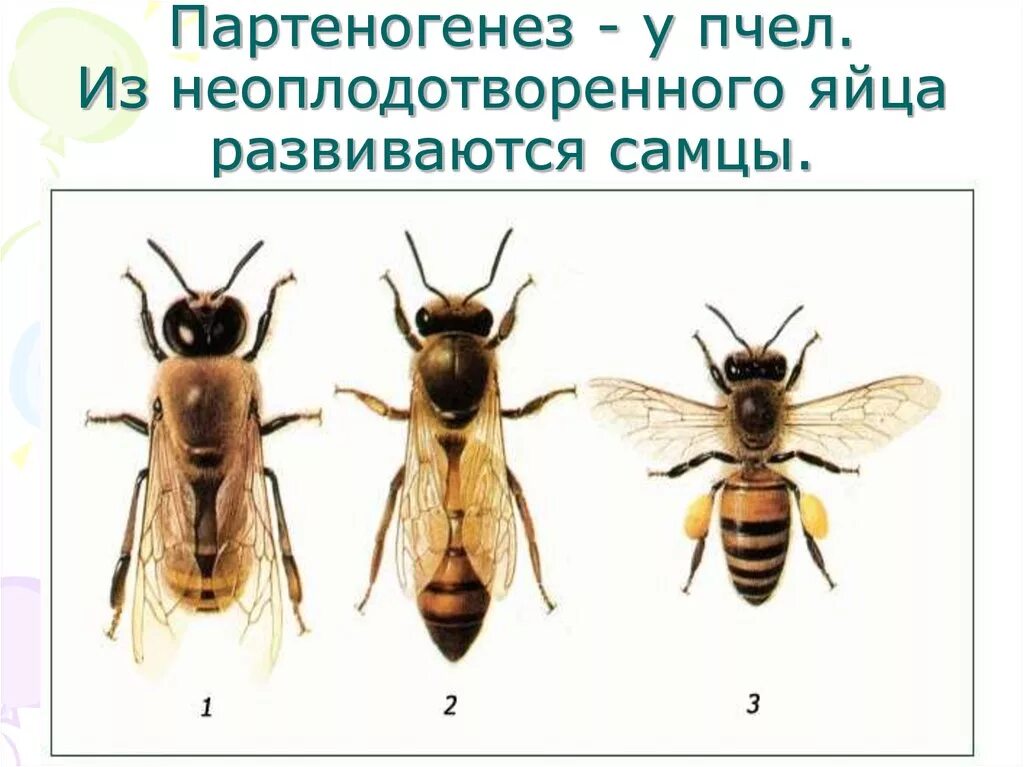 Пчелиная семья партеногенез. Партеногенез у пчел. Партеногенез примеры. Партеногенез размножение.